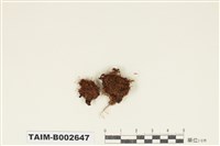 藏品(花葉苔屬)的圖片